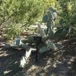 Opuntia engelmannii Habitat