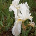 Iris albicans Flors