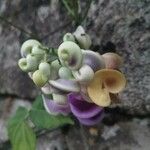 Cochliasanthus caracalla Flower