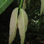 Garcinia intermedia Leaf