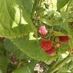 Rubus occidentalis その他の提案