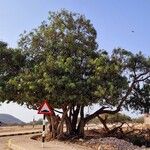 Ficus cordata Habitus