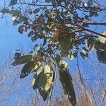 Morisonia americana Leaf