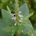 Teucrium vesicarium Staniste