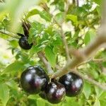 Plinia cauliflora Фрукт