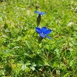 Gentiana nivalisBlomst