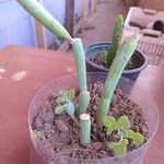 Baculellum articulatum Leaf