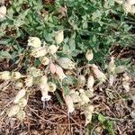 Silene vulgaris Flower