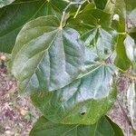 Cercis chinensis List