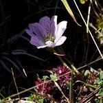 Geranium cinereum Blomst