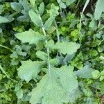 Brassica fruticulosa Hoja