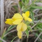 Crotalaria deserticola Λουλούδι