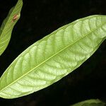 Eschweilera sagotiana Blatt