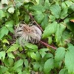 Clematis lasiantha Fruto