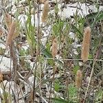 Phleum arenarium Habitus