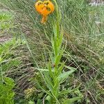 Lilium carniolicum Habitus