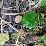 Viola × melissifolia Leaf