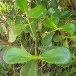 Clusia fluminensis List