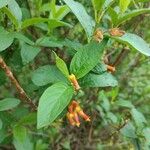 Lonicera involucrataÕis