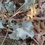 Eryngium maritimum Лист