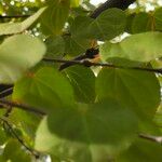 Cercidiphyllum japonicum Leaf