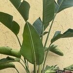 Strelitzia nicolai Φύλλο