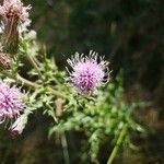 Cirsium arvenseBlüte