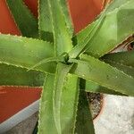 Aloe rubroviolacea Листок