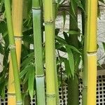 Phyllostachys aurea кора