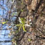 Prunus americana Λουλούδι