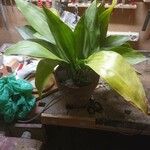 Aspidistra elatior Лист