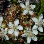 Osteomeles anthyllidifolia Flor