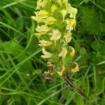 Pedicularis ascendens Flower