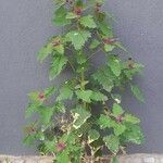 Chenopodium giganteum Habit