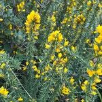 Ulex minor Flors