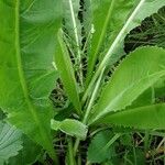 Lactuca virosa Bark