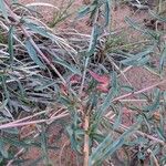 Oenothera pallida Hoja