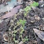 Veronica peregrina Leaf