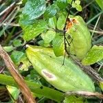 Iris foetidissima Fruit