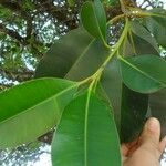 Calophyllum brasiliense Blatt