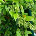 Trachelospermum jasminoidesFrucht