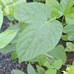 Dalechampia scandens Hoja