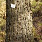 Larix decidua Bark