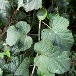 Rubus moluccanus Foglia