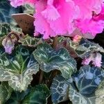 Cyclamen spp. List