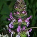 Stachys marrubiifolia Квітка