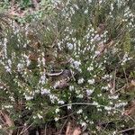 Erica carnea Habitatea