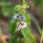 Mentha arvensis Цветок