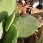 Crassula cotyledonis Leaf