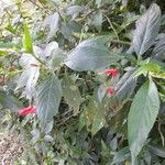 Ruellia brevifolia Blodyn